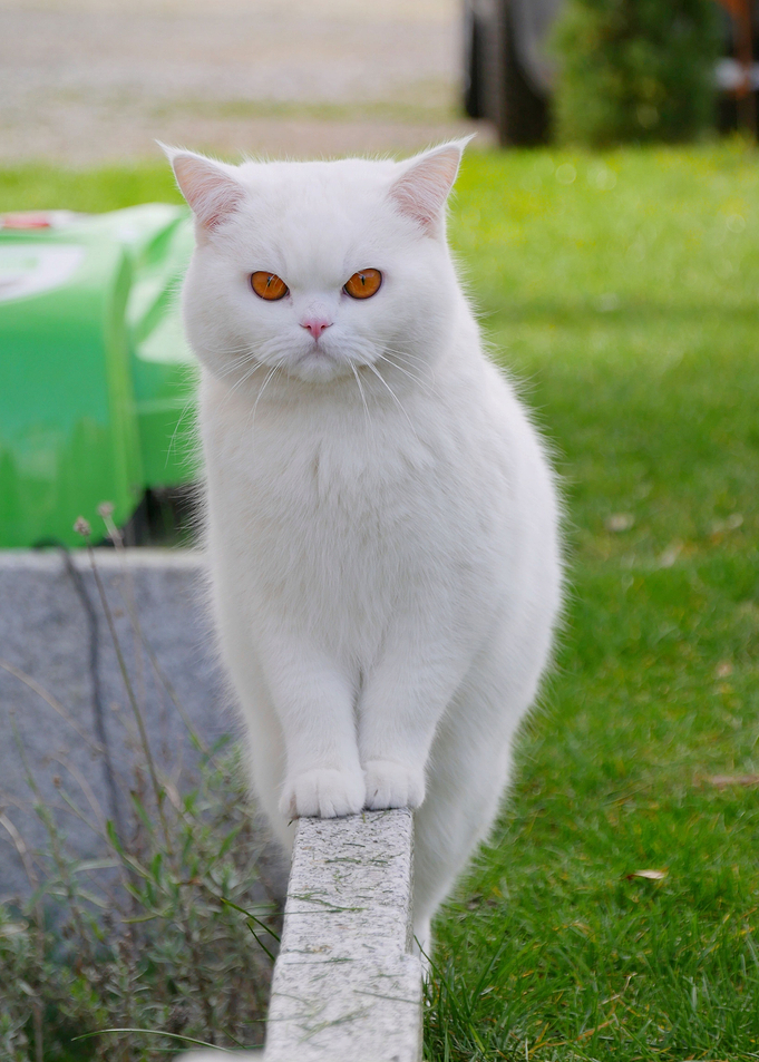 Cat Cats Feline Kitty