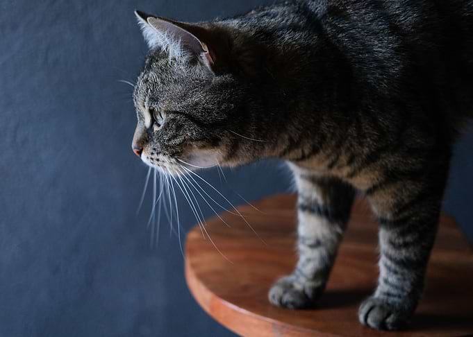 Cat Cats Feline Kitty