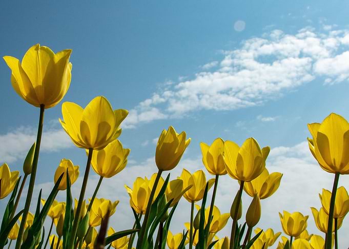 Tulips