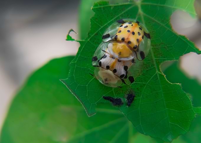 Star Spot Ladybug