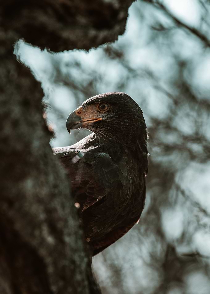 raptor