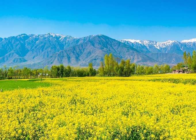 Mustard field with beautif