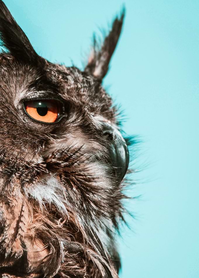eagle owl