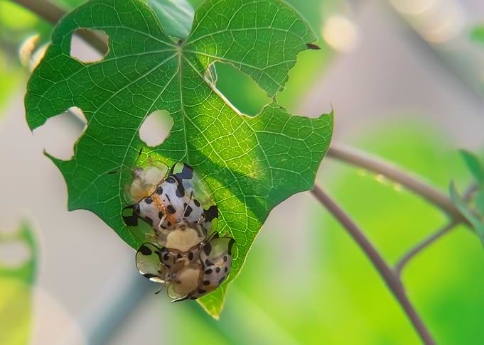Star Spot Ladybug
