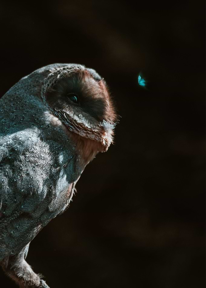 owl