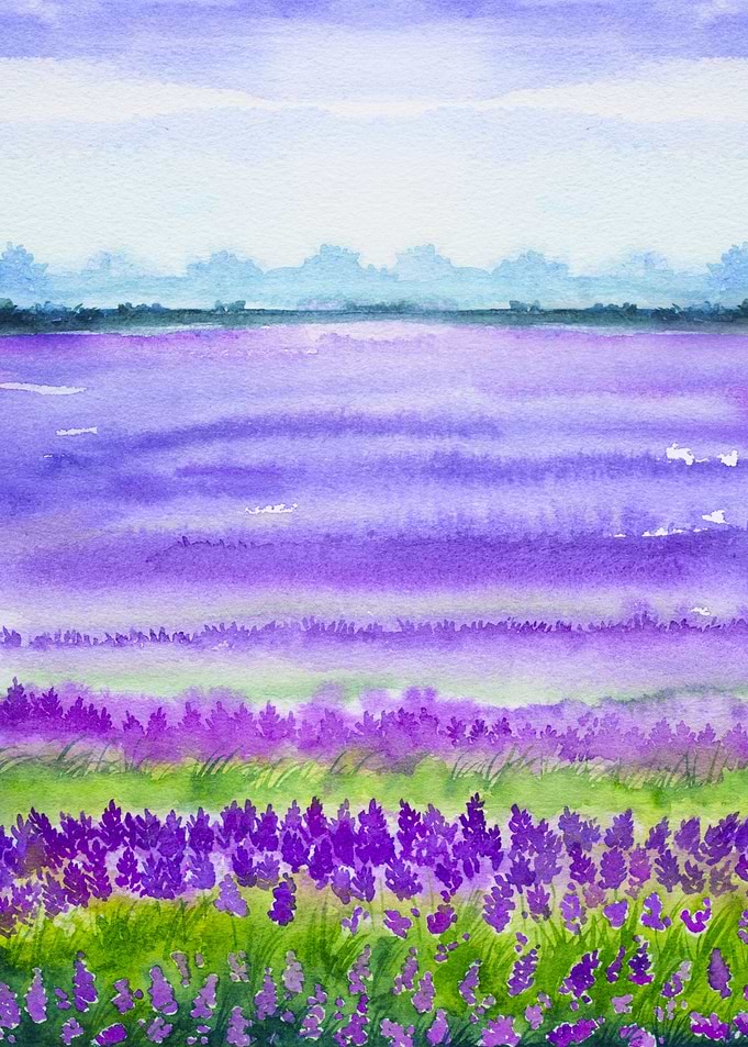 Spring Lavender Fields