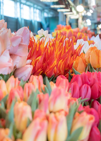 Colorful Flowers