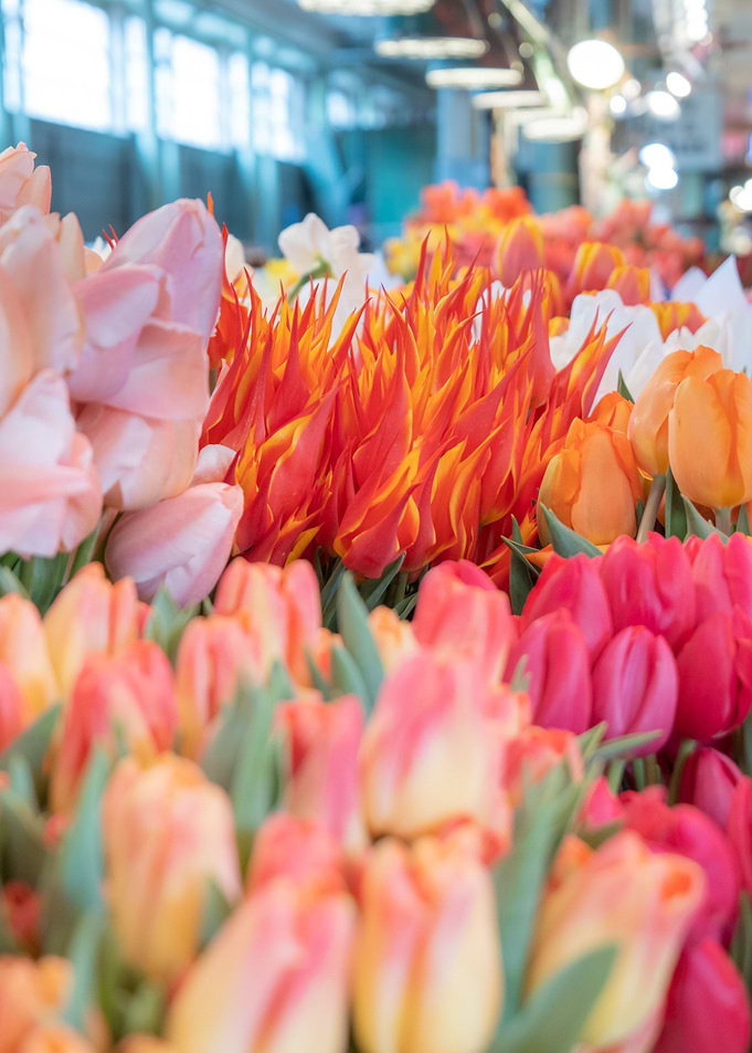 Colorful Flowers