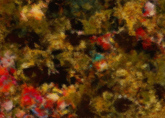 Dark Forest