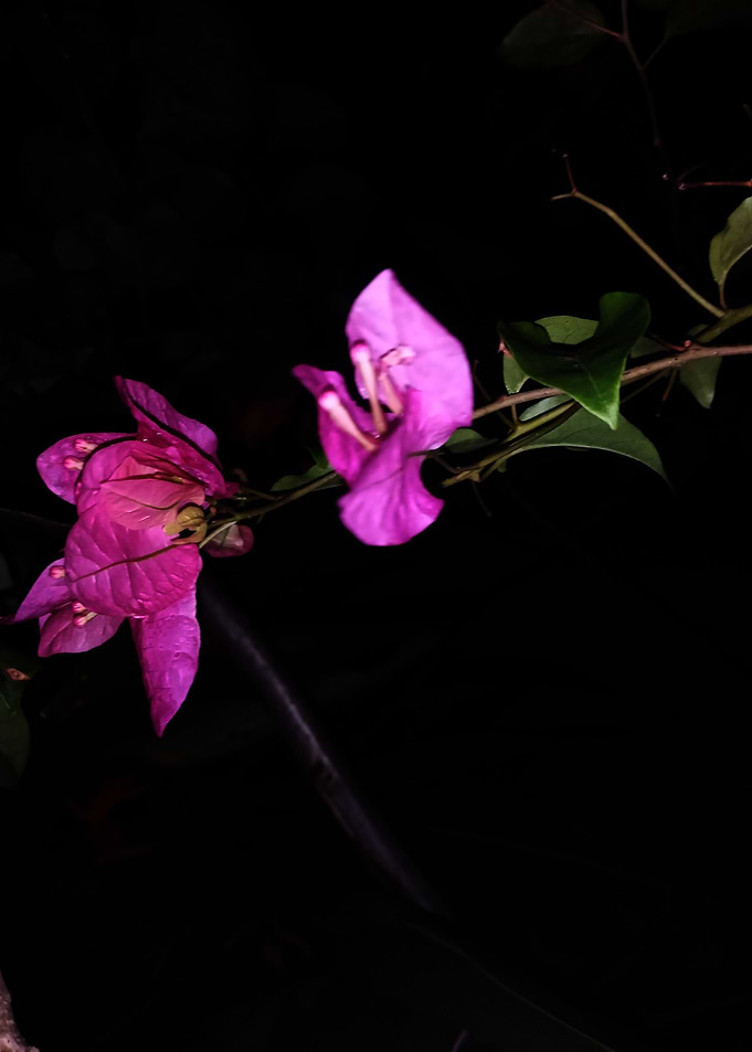 flower bugenfil