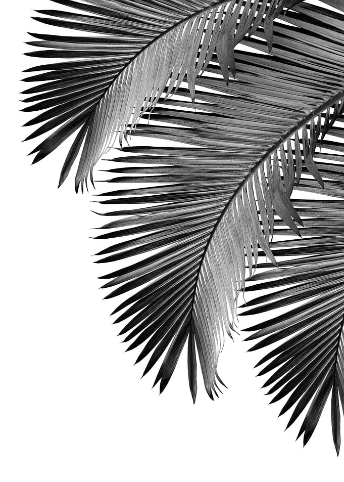 Palm Leaves Bliss 2