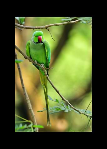 Parrot