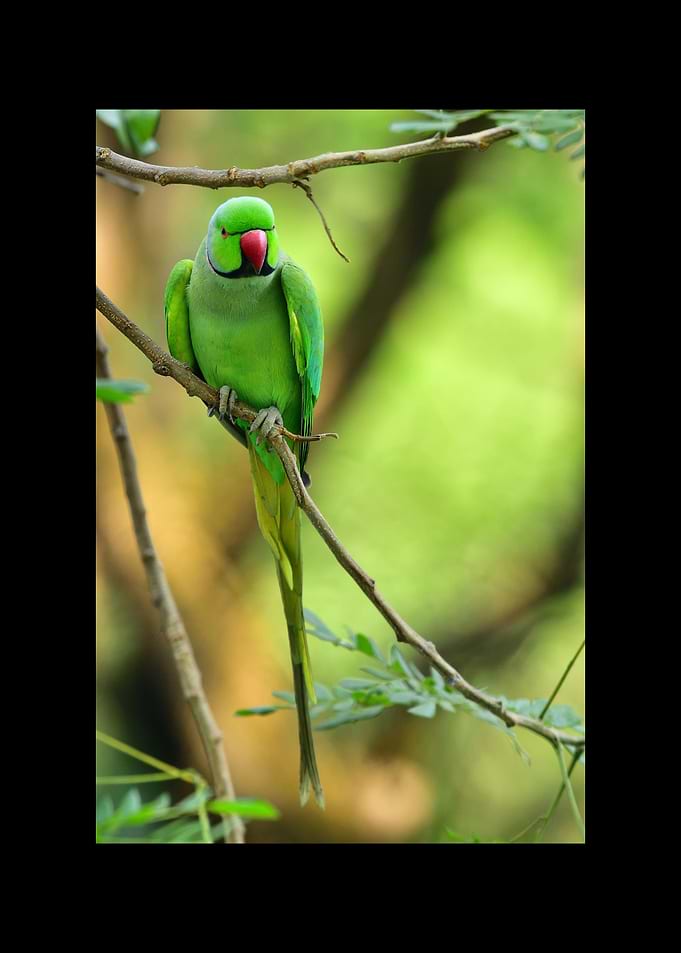 Parrot