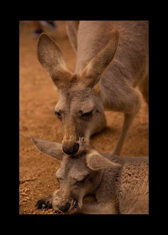 Kangaroo