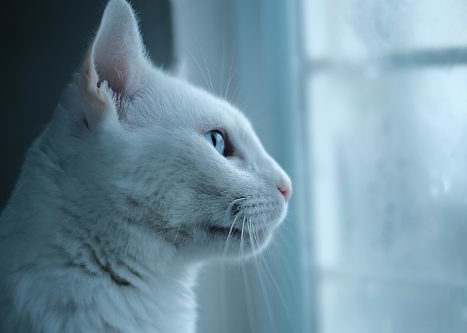 Cat Cats Feline Kitty