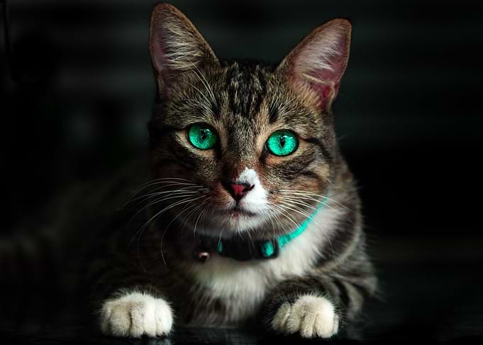 Exquisite Cat