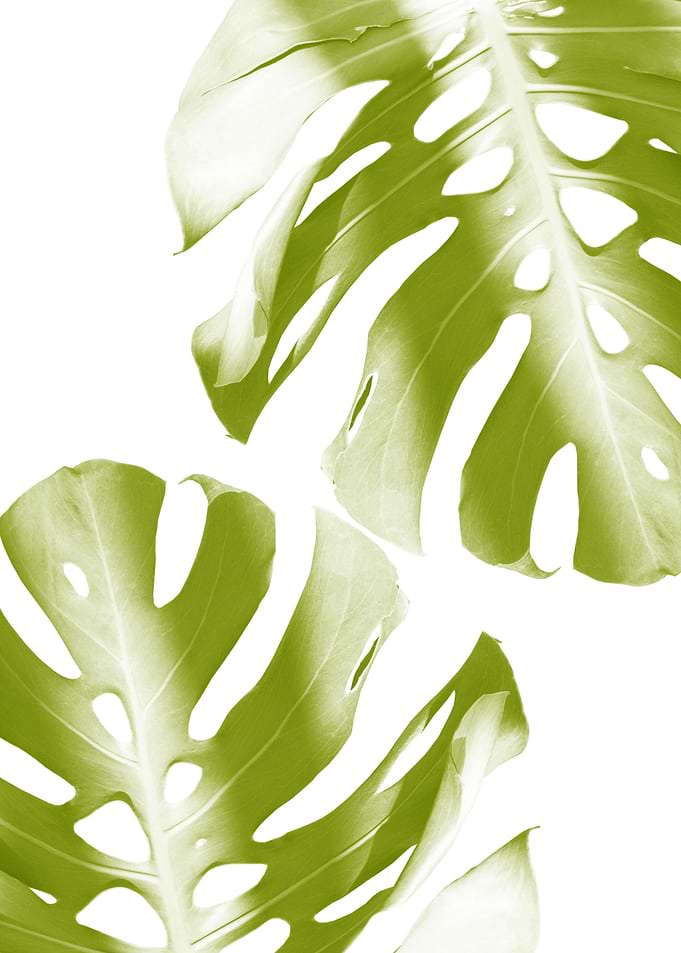 Soft Green Monstera Leaves