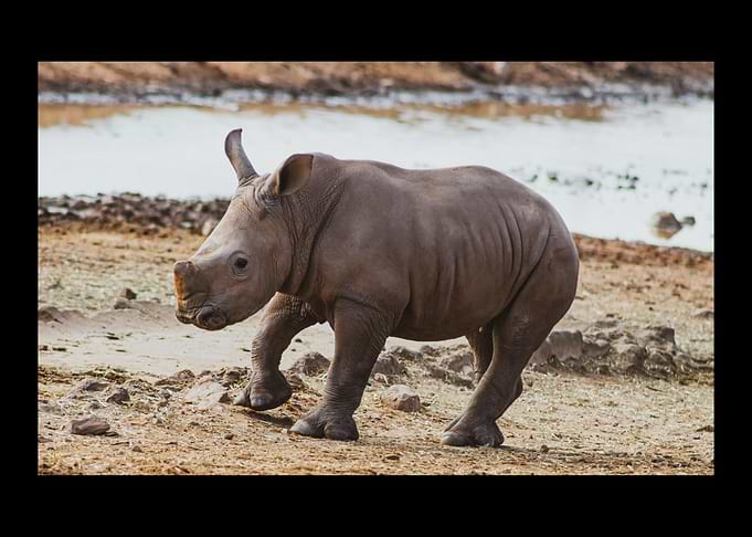 Rhino