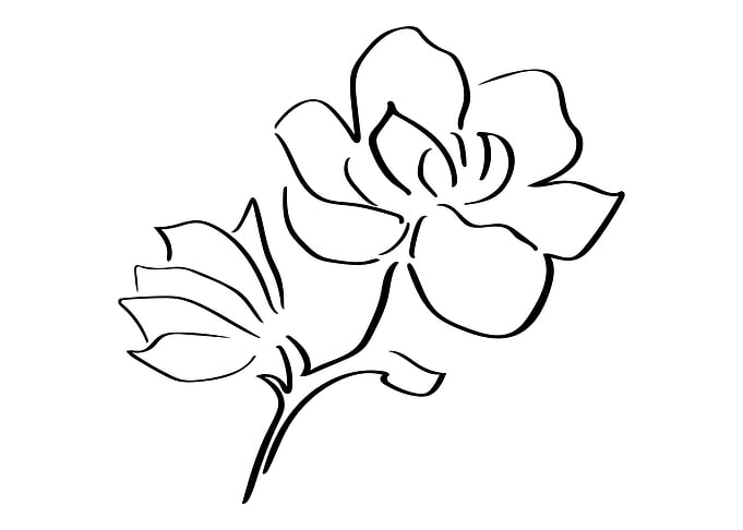 Magnolia Line Art Minimal