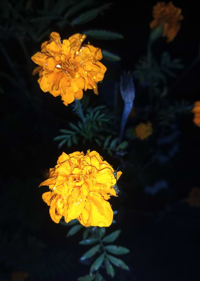 kenikir flower