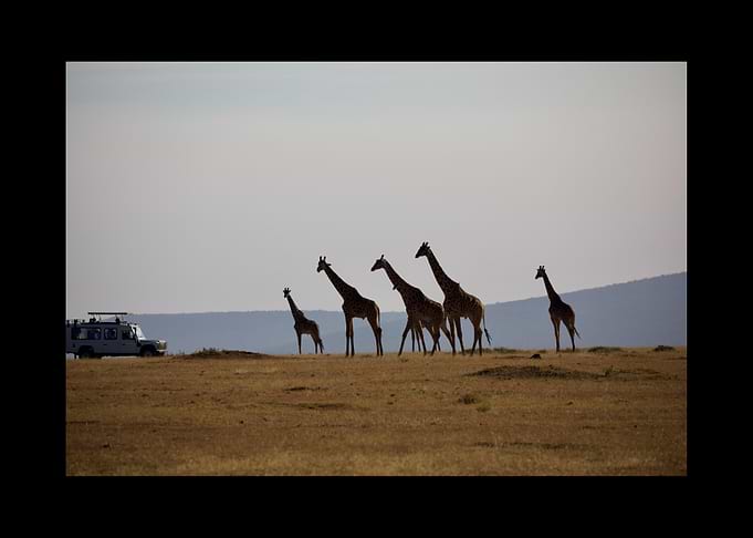 Giraffe