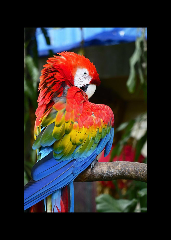 Parrot