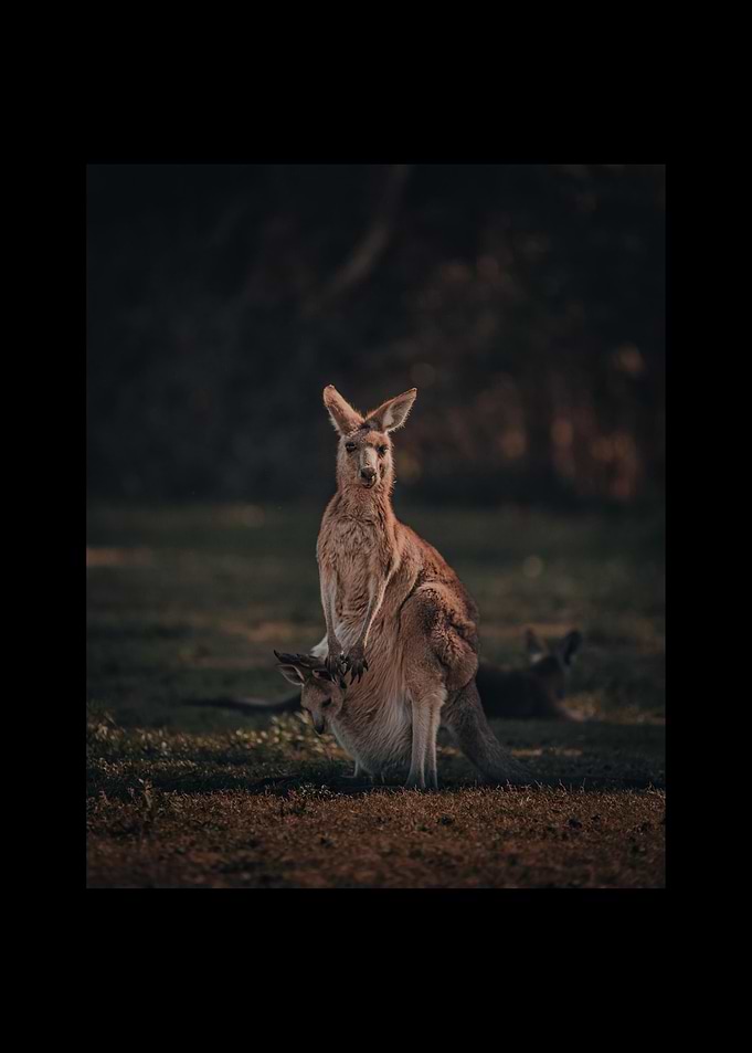 Kangaroo