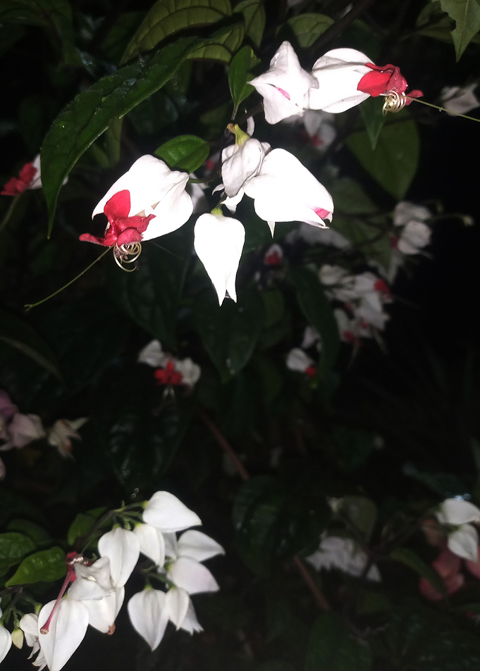 wedding flowers