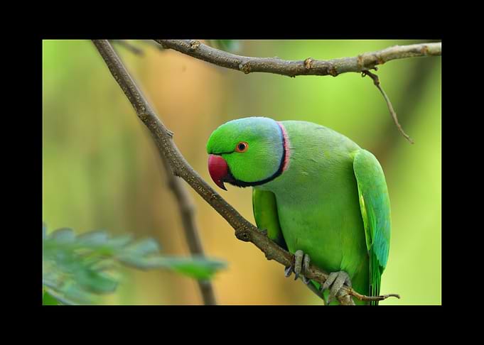 Parrot