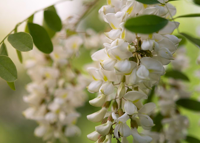 Acacia