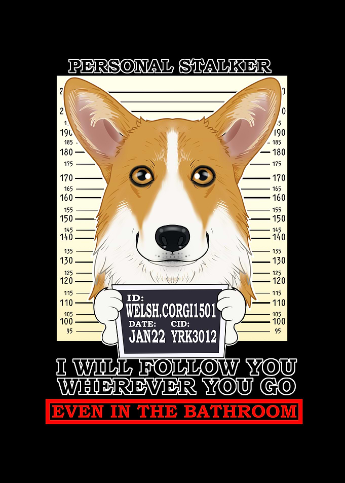 Welsh Corgi Stalker