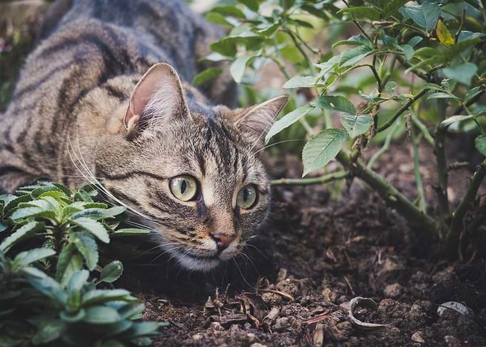 Cat Cats Feline Kitty