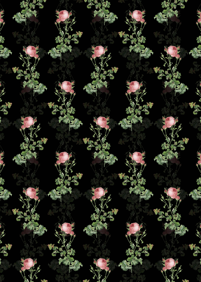 Celery Leaved Cabbage Rose