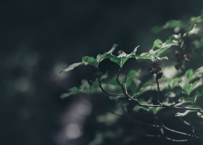 Sunlight on leaves