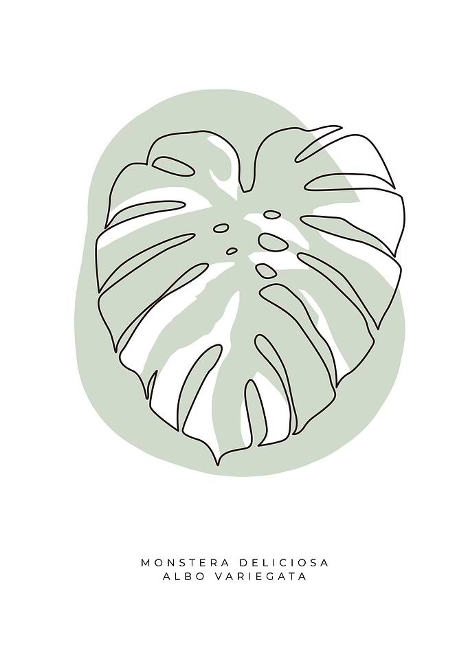 Monstera deliciosa Albo 02