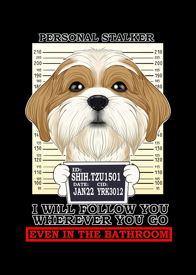 Shih Tzu Personal Stalker