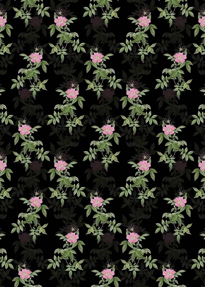 Black Pink Boursault Rose