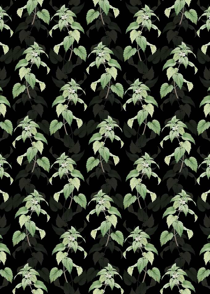 White Dead Nettle Plant