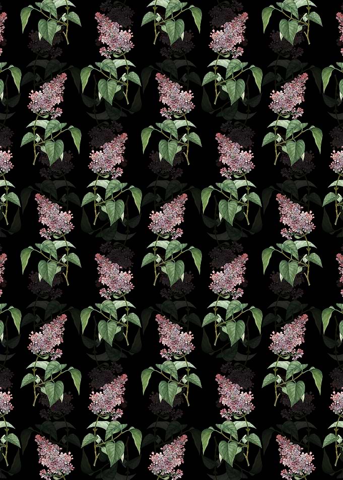 Common Pink Lilac Plant