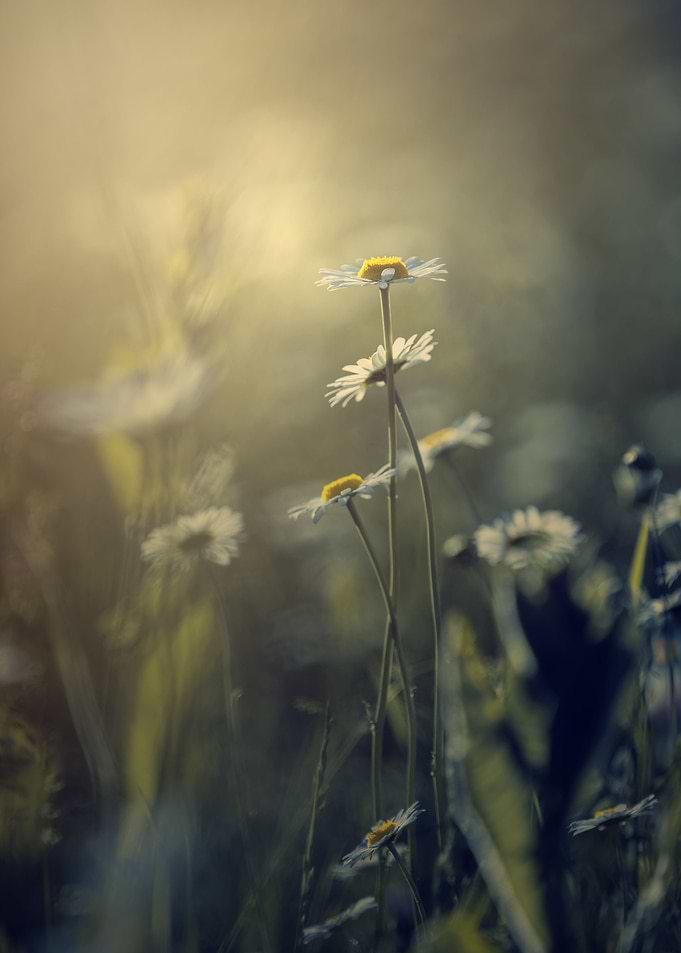 Spring meadow,white flower