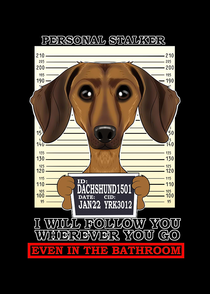 Dachshund Personal Stalker