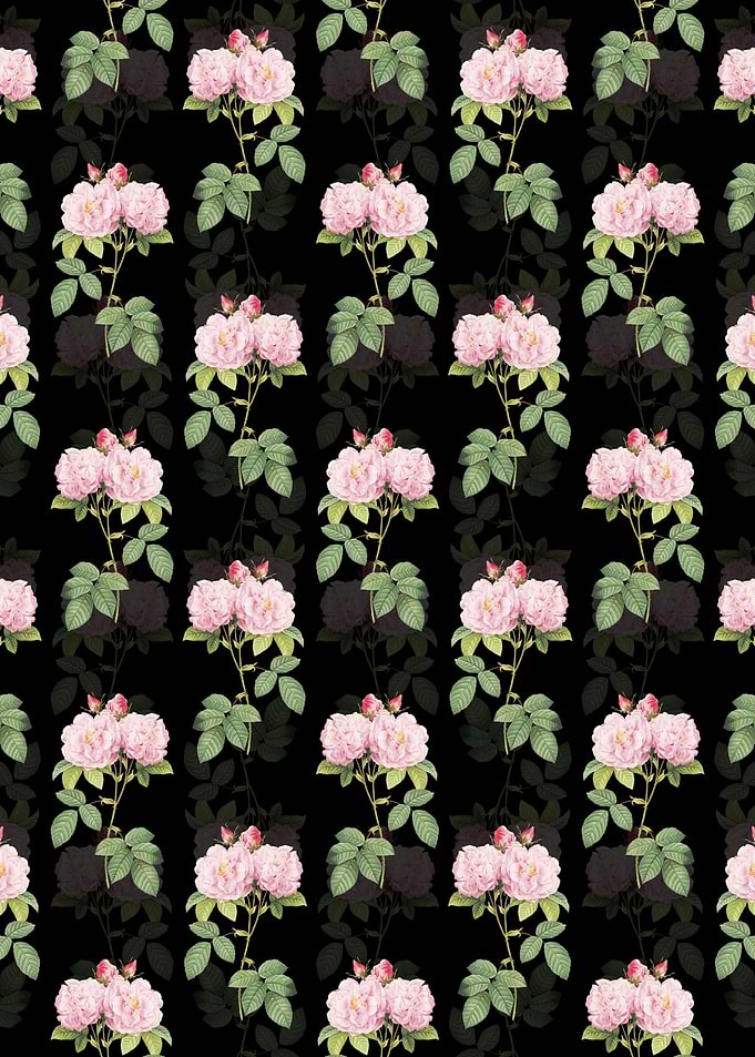Black Italian Damask Rose