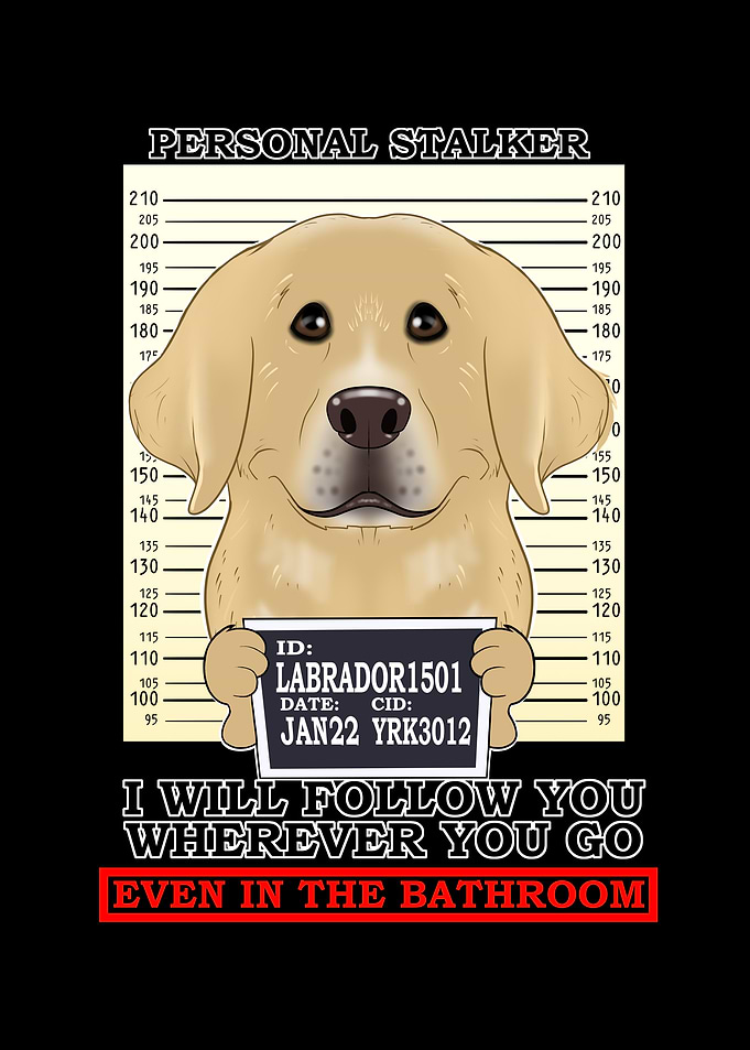 Labrador Personal Stalker