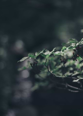 Sunlight on leaves