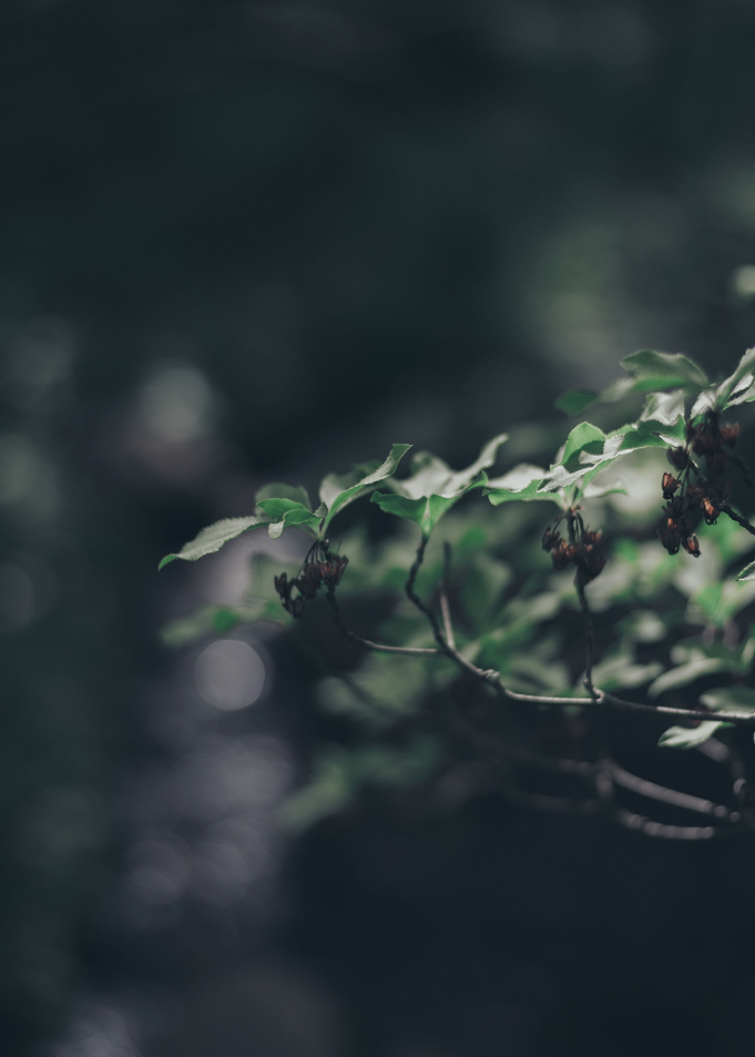 Sunlight on leaves