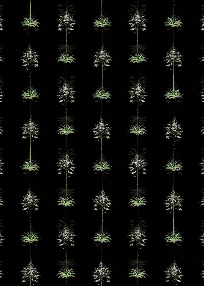 Black Giant Cabuya Pattern