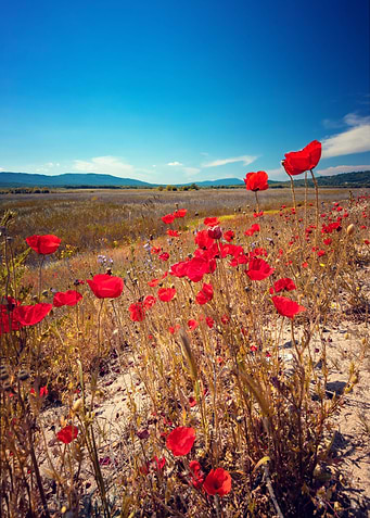 Red field poppy, blue sky