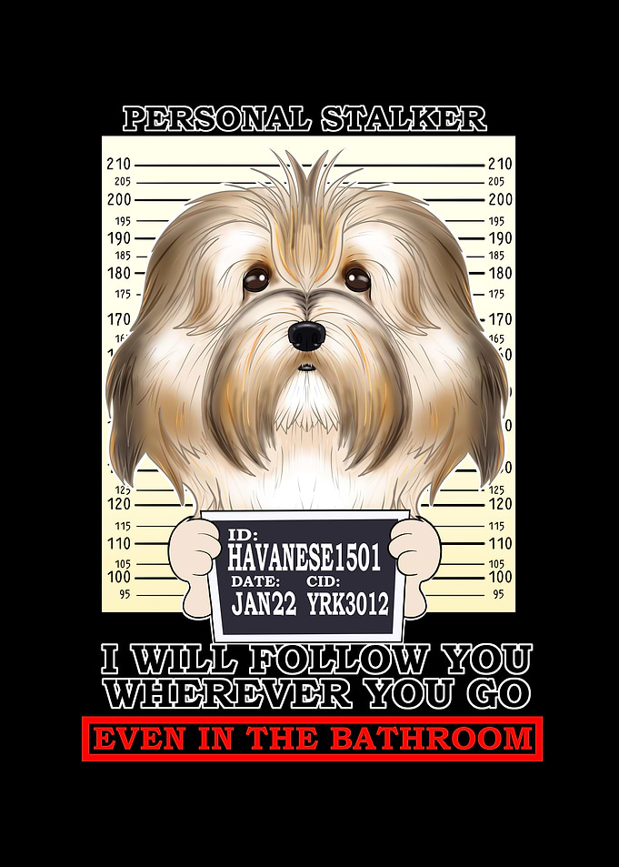 Havanese Personal Stalker