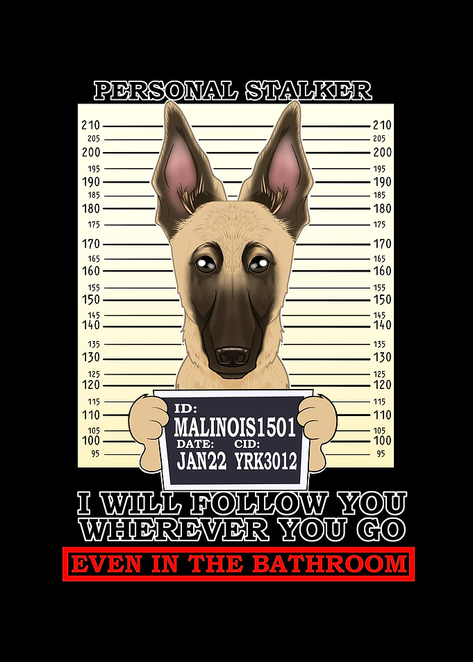 Malinois Personal Stalker