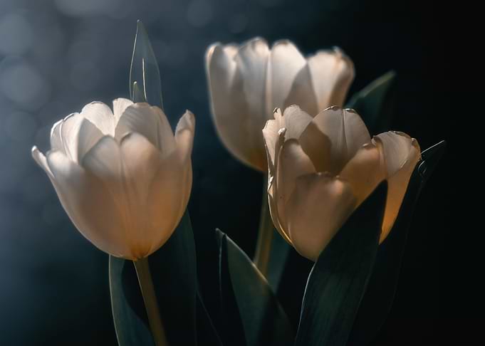 tulips love
